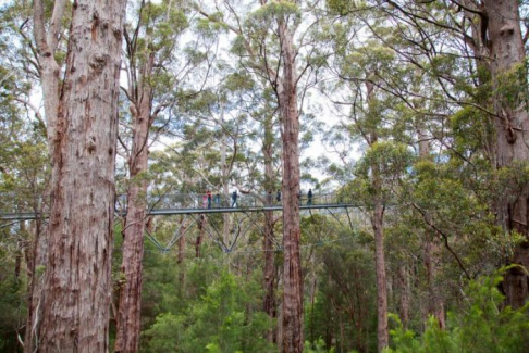 Tree Walk near Walpole.png