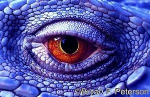 Blue reptilian_eye.jpg