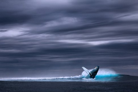 japan begins comercial whaling again after 30 years.jpg