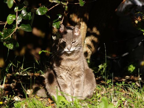 fox cat by laron.jpg