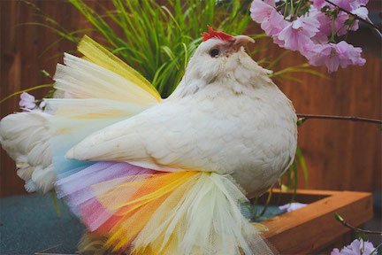 chicken in tutu.jpg