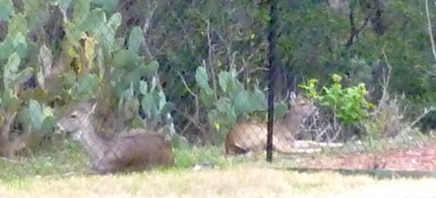 deer at fence.JPG