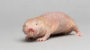 naked mole rat.jpg