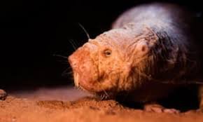 naked mole rat2.jpg