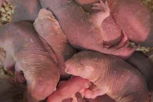 naked mole rat4 babies huddling together.jpg
