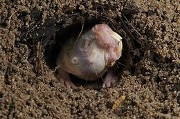 naked mole rat7.jpg