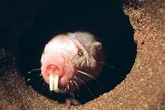 naked mole rat8.jpg