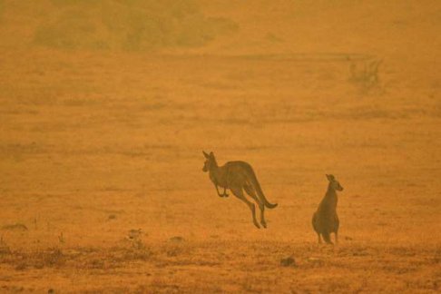 kangaroos dealing with the destruction of their habitat.jpg