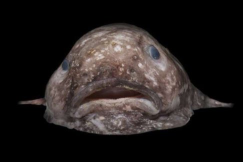 Blobfish from deep sea off NSW coast.jpg