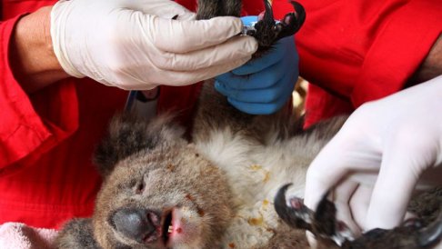 injured koala.jpg