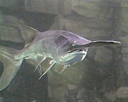 260px-American Paddlefish_underwater.jpg