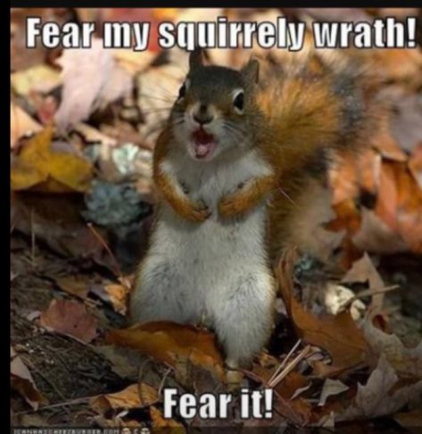 squirrel wrath.jpg