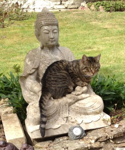 Tabby cat on buddha statue.jpg