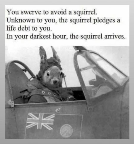 squirrel arrives.jpg