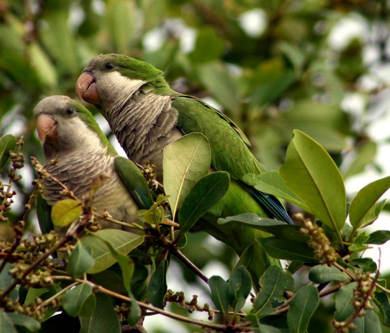 Monk Parakeets - Life as an Eagle - Earth Dragons - Multi-dimensional Trees